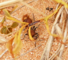 Ephutomorpha ferruginata