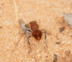 Ephutomorpha ferruginata