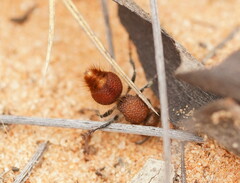 Ephutomorpha ferruginata