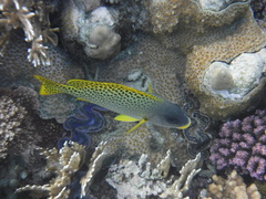 Plectorhinchus gaterinus