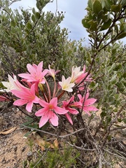 Ammocharis longifolia