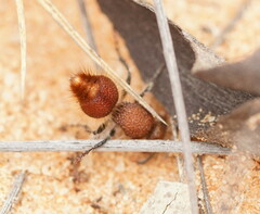Ephutomorpha ferruginata