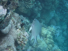 Amblyglyphidodon indicus