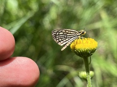 Metisella willemi