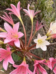 Ammocharis longifolia