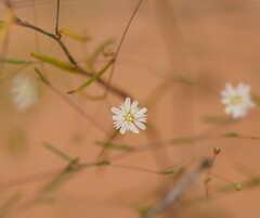 Podolepis capillaris