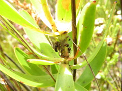Leucadendron gandogeri