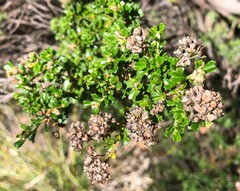 Pomaderris obcordata