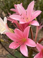Ammocharis longifolia