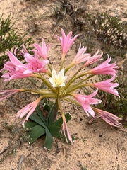 Ammocharis longifolia