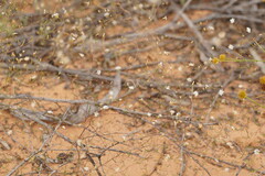 Podolepis capillaris