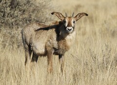 Hippotragus equinus equinus