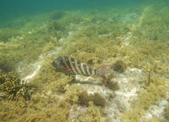 Goniistius rubrolabiatus