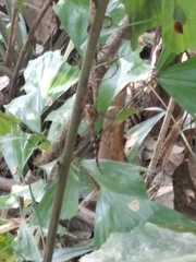 Gynacantha