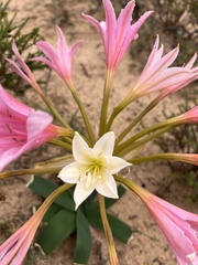 Ammocharis longifolia