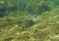 Goniistius rubrolabiatus