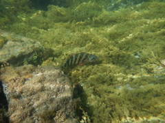 Goniistius rubrolabiatus