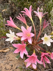 Ammocharis longifolia