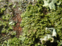 Phaeophyscia nigricans