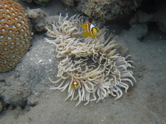 Amphiprion bicinctus