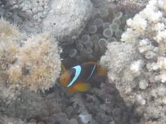 Amphiprion bicinctus