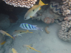 Lutjanus ehrenbergii