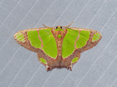 Agathia hilarata