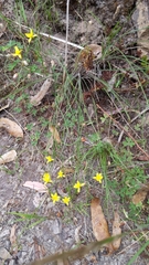 Tricoryne