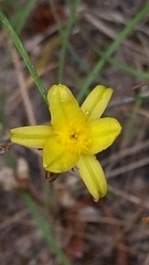 Tricoryne