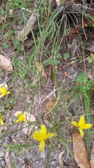 Tricoryne