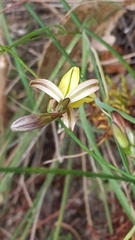 Tricoryne