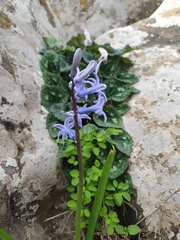 Hyacinthus orientalis