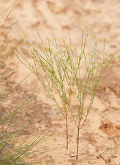 Pimelea trichostachya