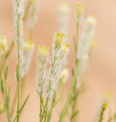 Pimelea trichostachya