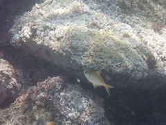 Schuettea scalaripinnis