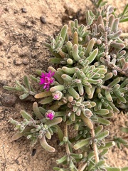 Drosanthemum ambiguum