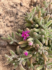 Drosanthemum ambiguum