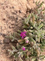 Drosanthemum ambiguum