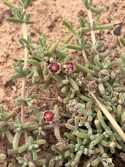 Drosanthemum ambiguum