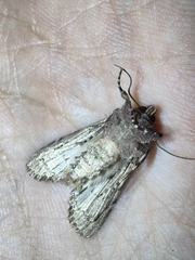 Noctuidae