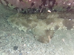 Orectolobus maculatus