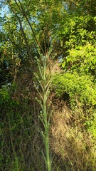Eryngium eburneum