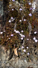 Utricularia grampiana