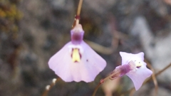 Utricularia grampiana