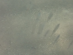 Sepioteuthis australis