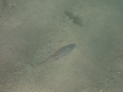 Sepioteuthis australis