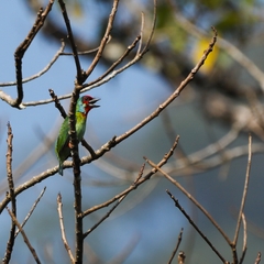Psilopogon malabaricus