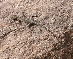 Pristurus celerrimus