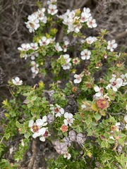 Leptospermum scoparium