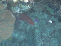 Priacanthus hamrur